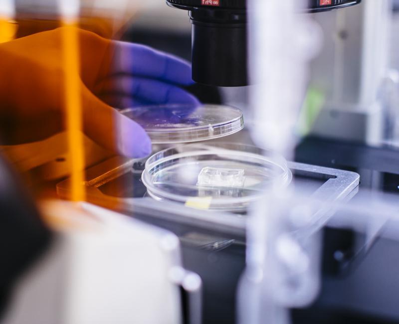 A researcher moves a petri dish under a microscope